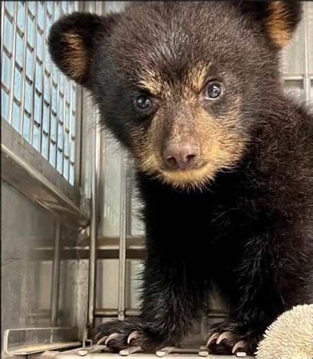 VDWR Budget Shortfall: Wildlife Management, Fish Stocking Threatened