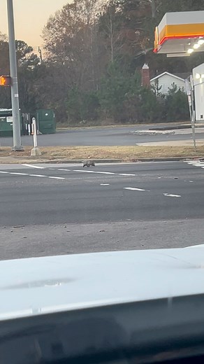 Possum crossing the road | Kyle Davis