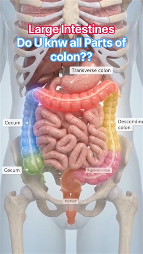 Large Intestine 🧠 | Parts, Location & Function Explained#shorts#radiology#ai