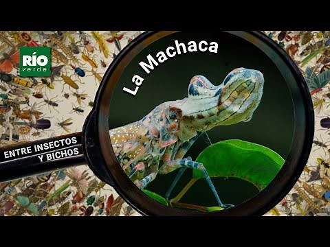 La Machaca - Entre insectos y Bichos - Río Verde