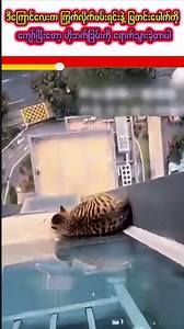 257K views · 4.9K reactions | အစော့လွန်ပြီး ဝရံတာကို ရောက်သွားလို့ မီးသတ်သမားတွေကယ်ပေးခဲ့ ရတဲ့ ကြောင်ကလေး ... The cat Played Too Much And Saved By Fire Fighter #played #saved #fire #reaction #cat | Real Diaries - Viral Videos And Daily News | Facebook