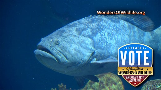 31K views · 535 reactions | Hey folks, I’m mighty proud to share some great news... the Wonders of Wildlife National Museum and Aquarium has been nominated by USA Today as the nation’s best aquarium! So do me a favor, head on over to https://bit.ly/3RPxWQt and cast your vote (every day to May 12th!) for a real, proven winner. And if you haven’t had the chance to visit yet, well buddy, it’s high time you start planning a trip! Bill Wonders of Wildlife | Bill Dance | Facebook