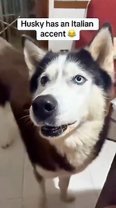 Husky had an Italian accent😂 #doglover #dog #dogtraining #doglife #doglover #fypfoto | Natalie
