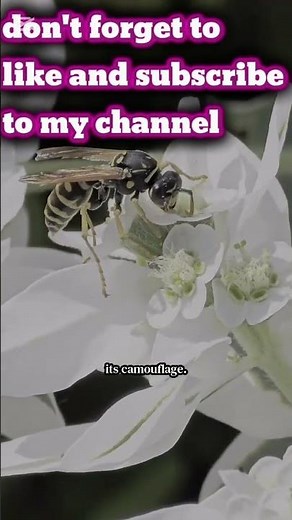 The Invisible Beauty of Nature – The Glasswing Butterfly’s Secret Power 🦋