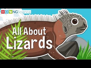 All About Lizards