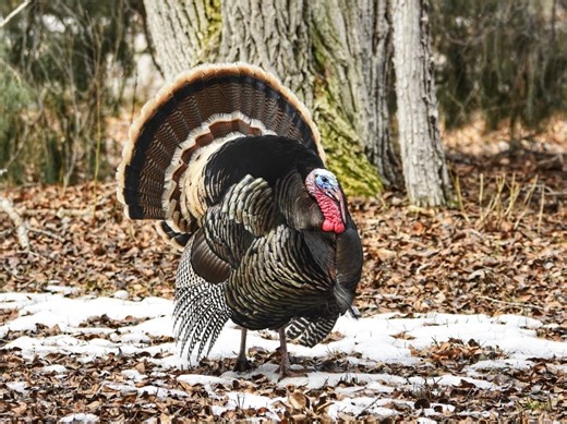 Thanksgiving Forecast: Old Farmer's Almanac Predicts FL Weather