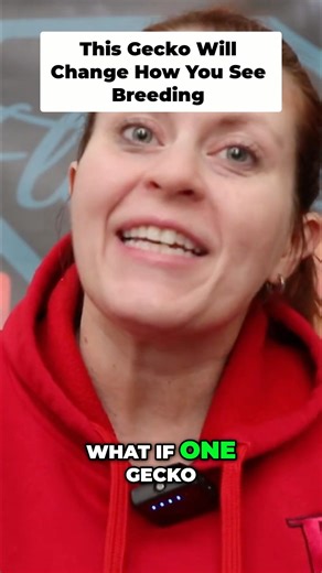 Crested Gecko Breeding: Color, Structure & What’s Coming Next 👀