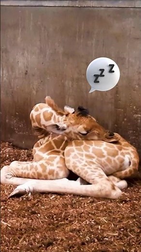 Hoe slapen giraffen? 🤯 #beeksebergen