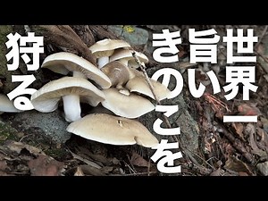 The ultimate mushroom hunter! The most delicious mushroom in the world, and one that is virtually...