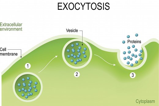 Steps of Exocytosis