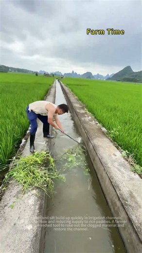 Keep Irrigation Ditches Clear for Uninterrupted Rice Water Supply 🌾💧