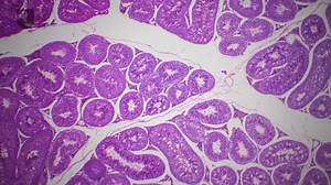 Video of testosterone and its effects on human development and behaviour | Britannica