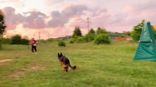 #germanshepherd #train#hardplay#dog #best #training