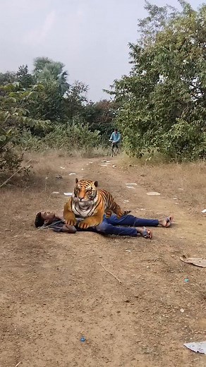 399K views · 1.5K reactions | Angry tiger attack video #19 女 #usareels #angrytiger #viral #facebook #tiger | Wild Green Forest | Facebook