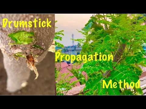 How To Grow Drumstick Tree (Moringa/Sahjan) From Stem Cutting / Drumstick Tree Propagation Method