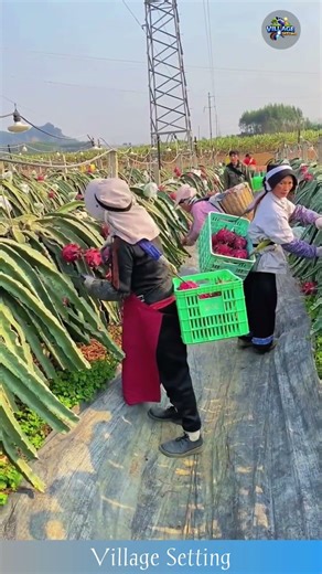 Dragon Fruit Harvest in the Chinese Countryside