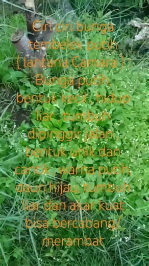 bunga tembelek putih ( lantana Camara) bunga putih, bentuk kecil, daun hijau, hidup liar