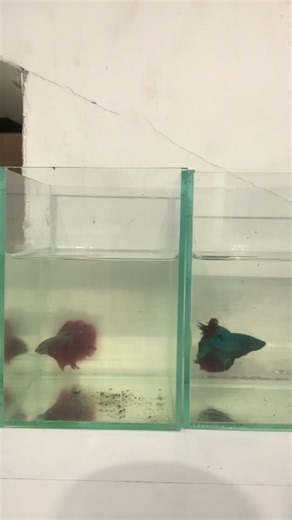 👑 Types of Betta Fish Explained | Halfmoon, Crowntail, Plakat — Which Is Best?