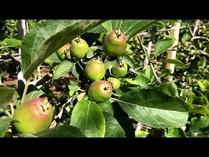 Rockit Apple Crop Update - Week 2