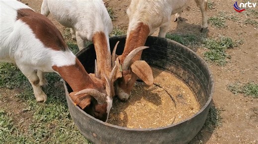 Boer Goat Breeding Turning into Lucrative Venture. Local farmers have been urged to invest into Boer Goat breeding, as the variety has a fast growth rate and better overall mass compared to the other local varieties.#agriculture #boergoats #nrtvnews | NRTV