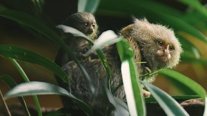 *Babies weighing just 15g! 😍😍* Pygmy marmosets are the 🌍's smallest species of monkey. Audrey's precious NEW twins are the tiniest of tiny arrivals! | Chester Zoo
