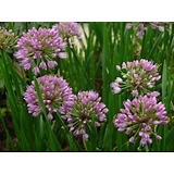Allium ´Millenium´  trädgårdskantlök - binas favorit