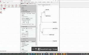 #系统发生树-3#ML树构建，模型选择 建树