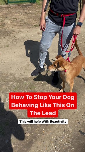 Effective Halti Collar Training for Dogs
