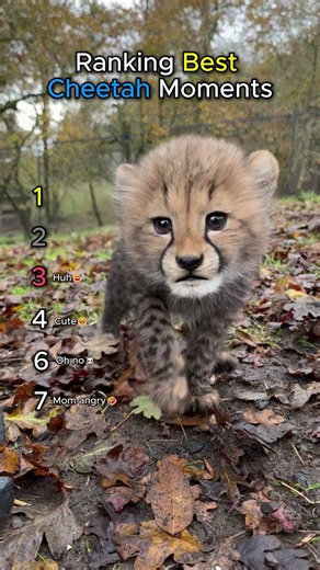 Ranking Best Cheetah Moments