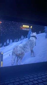 Wolfquest best moments