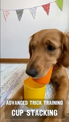 Advanced Trick Training - Cup Stacking!