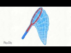 Butterfly net animation