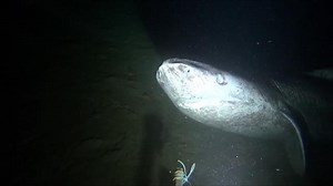 Greenland shark, facts and photos