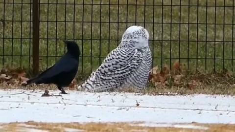 Rare snowy owl spotted in Central Park