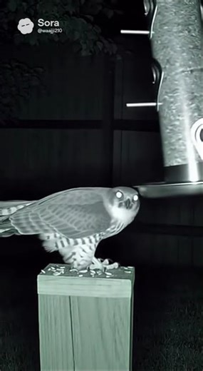 Night vision footage shows a hawk attacking a bird feeding on seeds — sudden swoop caught in the dar