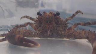 📢 Game changer! We've just discovered red decorator crabs have a taste for juvenile crown-of-thorns starfish. Like our little friend is doing here, each crab can devour five of these coral-eating predators a day. That's almost 2,000 a year! This discovery by our partners The University of Queensland is incredible given we used to think these toxic starfish had few natural predators. What's next? Our COTS innovation program will work to discover more about how natural predators can help us contr