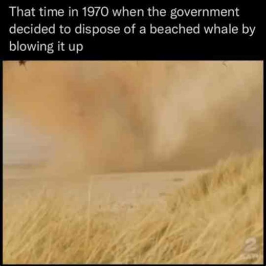 The Time The Government Blew Up A Whale