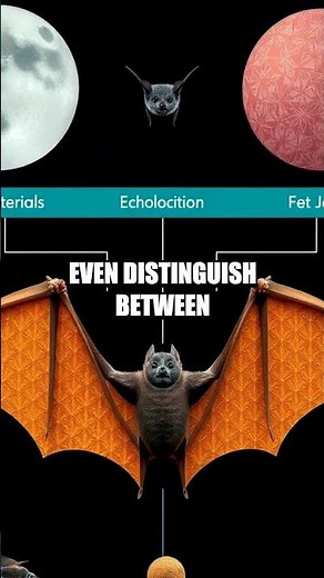 The Astonishing Echolocation of Bats