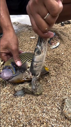 Fish Inside a Fish! 😱 Unbelievable Catch & Find #shorts