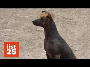 25 Most BIZARRE Dog Breeds