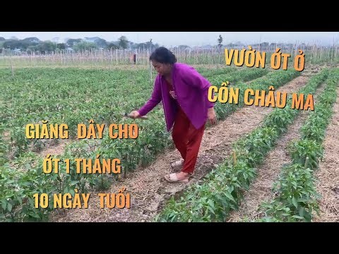 Stringing wires for chili plants that are 1 month and 10 days old.