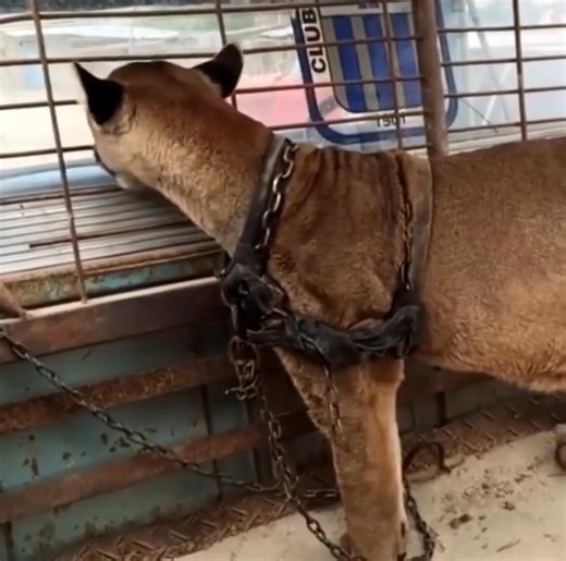 12K views | For 20 years, this mountain lion was chained up - Now watch his reaction when gets rescued  | The Most Beautiful Quotes | Facebook