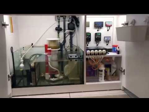 SUMP Red Sea Reefer 350 - after one year