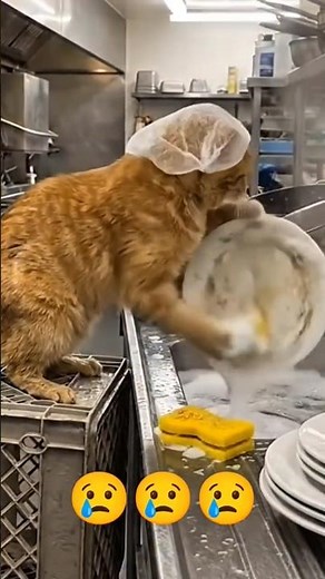 cat waiters 😢 #animals #catfunny #cat #catshorts #catvideos #asmr #asmrsounds #world