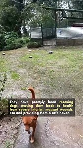 At Help Animals India, we're proud to support the unwavering dedication of our grantees, even in the face of challenging weather conditions. Our grantee, Kalimpong & Darjeeling Goodwill Animal Shelter , has shared a glimpse of their facility during the monsoon season, and their commitment to animal welfare is truly inspiring. Despite the heavy rains, their doors remain open, providing a safe haven for animals in need. The shelter is currently caring for several newly rescued dogs suffering from 