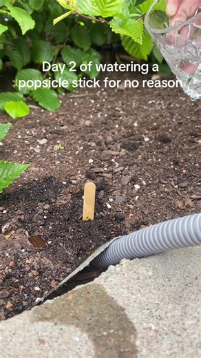 Popsicle stick på TikTok
