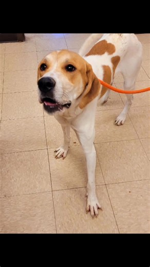 Cletus the Hound dog is ready to be a friend of yours!! He's a beautiful 2 year-old Treeing Walker Coonhound mix with the most darling face and a great personality to match!! He's the whole package: knows sit, shake, great on a leash, incredibly loving and playful, and is the perfect companion!! He needs some work on house training, so patience and consistency are a must for him:) He doesn't pay any attention to cats. He likes other dog friends, but a meet and greet is required with other dogs i