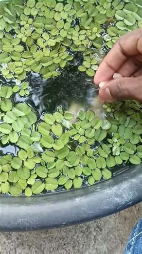 Albino catfish hand feeding 🐟😲😊