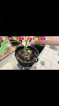 初心者必見🔰ほうれん草の種撒きのポイントは…