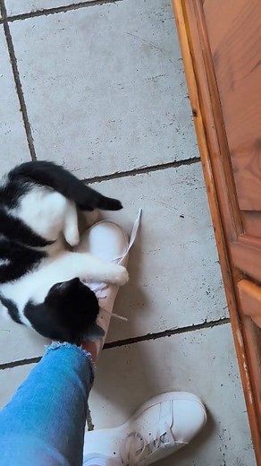 How Cats Show Love 🐱❤️ . . . . . . [cats show love, how cats show love, signs your cat loves you, cat love language, why cats purr, slow blinking cats, cat body language, why cats knead, cat behavior explained, do cats love humans, cat affection signs, how to know if your cat loves you, cats rubbing on legs meaning, cats following owners, cat emotional bonding, cat gifts behavior, pet care tips cats, cat owner guide, cats showing affection, cat psychology, cat bonding tips, understanding cats, 